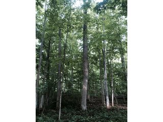 Property photo 11 - LAND AUCTION, 55+/- Acres offered in 2 tracts